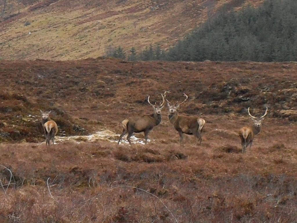 Ledgowan Lodge Hotel Achnasheen Esterno foto